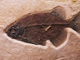 Fish Fossil