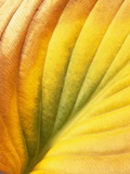 Hostas  also known as Plantain Lily and Funkia