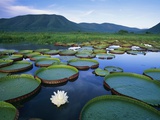 Royal Water-Lilies in the Pantanal