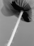 Poppy 10