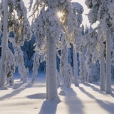 Winter Forest