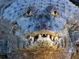 Adult Spectacled Caiman in Brazil