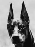 Head of Doberman Pinscher