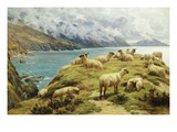 Sheep Reposing  Dalby Bay  Isle of Man