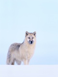 Gray Wolf in Snow