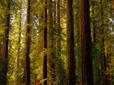 Redwoods