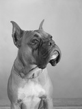 Close View of a Boxer