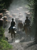 Driving Cattle at Bar Cross Ranch