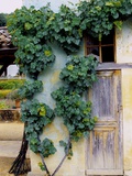 Grapevines Growing on House