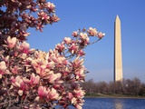 Blooming Magnolia near Washington Monument