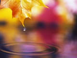 Water Dropping from Maple Leaf