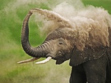 African Elephant Taking Dust Bath