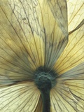 Translucent Petals 8