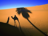 Shadow of Camel and Palm Tree