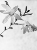 Gladiolus 7