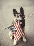 Dog Holding American Flag in Mouth