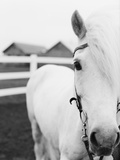 Horse Wearing Bridle