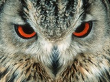 Bengal Eagle-Owl in India
