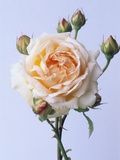 Cressida Rose