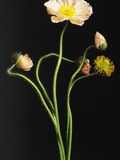 Poppy