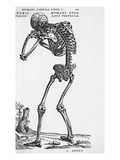 Skeleton Posterior