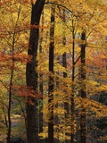 Deciduous Forest in Autumn