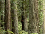 Redwood Forest in Redwood National Park