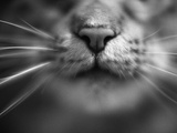 Cat's Nose and Whiskers