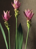 Curcuma