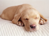 Sleeping Labrador Puppy