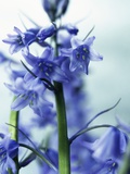Blue Bells