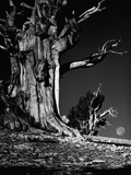 Bristlecone Pine Tree