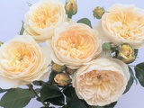 England's Rose