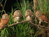 Eastern Screech Owl Fledglings