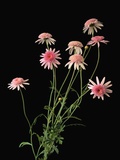 Argyranthemums in Bloom
