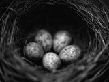 Bird Eggs in Nest