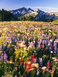 Wildflower Meadow and Tatoosh Range