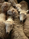 Sheep for Sale at the Welshpool Sheep Auction