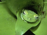 Treefrog in Center of Plant