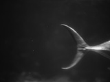 Fish Tail