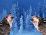 Pair of Howling Gray Wolves