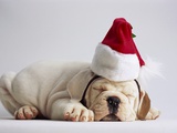 Bulldog Puppy Wearing Santa Hat