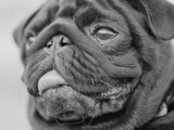 Pug Dog's Face