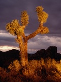 Joshua Tree