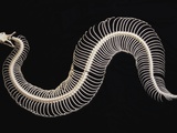 Skeleton of Gaboon Viper in Central Africa