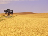 Oak Tree Amidst Wheat Fields