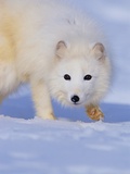 Arctic Fox Walking Across Snow