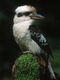Laughing Kookaburra Perched on Log