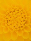 Yellow Dahlia Detail
