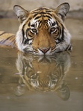 Young Tiger in Water